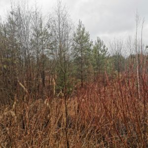 Земельный участок (ИЖС) 7 соток в 10 км от г. Глазов в 800 метрах от поселка Дом отдыха Чепца