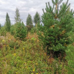 Земельный участок 20 соток в д. Горшки Пермского района